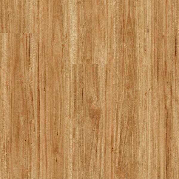 Urban Blackbutt