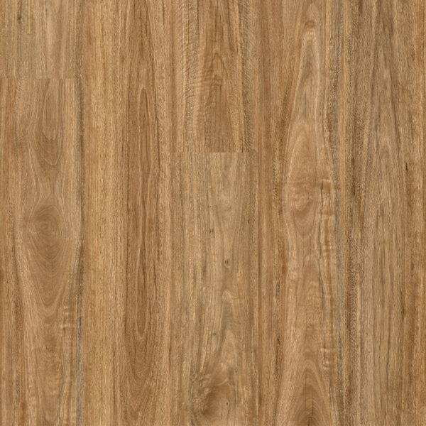 Wild Spotted Gum